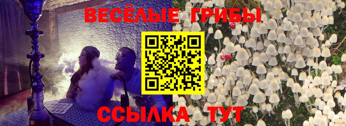 Псилоцибиновые грибы Psilocybine cubensis  Богданович 